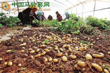 馬鈴薯特色村--張北縣金家村 ()