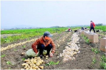 惠東縣：鮮薯上市創(chuàng)造反季節(jié)效益 ()