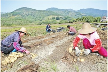 云城前鋒村：“地蛋”變“金蛋” 馬鈴薯種植助農(nóng)脫貧 ()