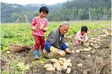 廣西容縣新土豆獲豐收 產(chǎn)量較去年大增 ()