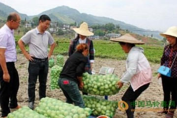 貴州黃平縣：早熟馬鈴薯喜獲豐收 ()