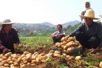 山東膠州：新一季馬鈴薯喜獲豐收 ()