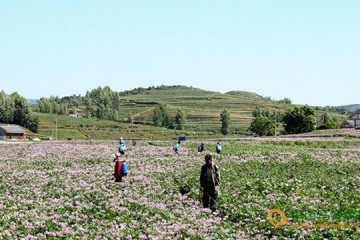 貴州威寧：脫毒種薯年產(chǎn)7500噸 ()