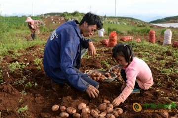 云南瀘西縣：新一季馬鈴薯入市俏銷(xiāo) ()