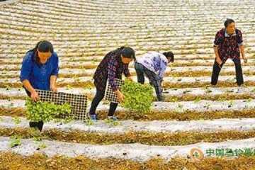 湖北恩施：高山蔬菜成精準(zhǔn)脫貧產(chǎn)業(yè) ()