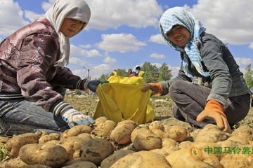 新疆奎蘇鎮(zhèn)：新季馬鈴薯喜獲豐收 ()