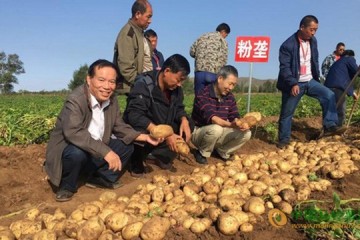 河北沽源：“粉壟高效種植馬鈴薯”項目成功驗收 ()