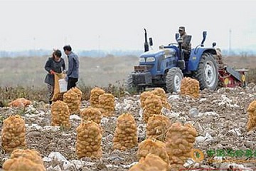 新疆新土豆上市 交易可持續(xù)到明年春 ()