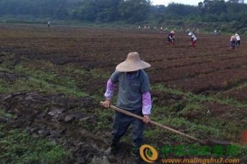 “一元菜”讓?？谑忻癜残倪^(guò)冬 ()