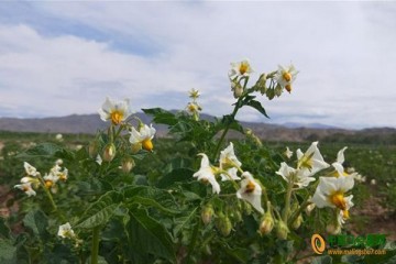 新疆富蘊(yùn)縣：洋芋開花賽牡丹 ()