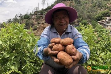 大姚“黃金薯”遠(yuǎn)銷全國各地 ()