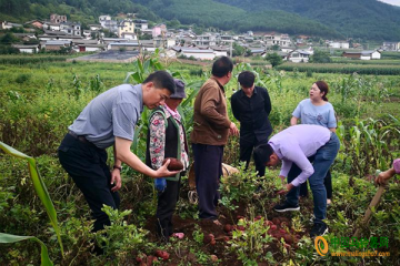 寧蒗：與上海楊浦商貿(mào)集團(tuán)達(dá)成了100噸馬鈴薯的訂購協(xié)議 ()