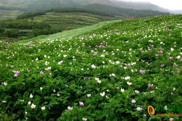 邵通：6000畝馬鈴薯花開(kāi)甚為壯觀 ()