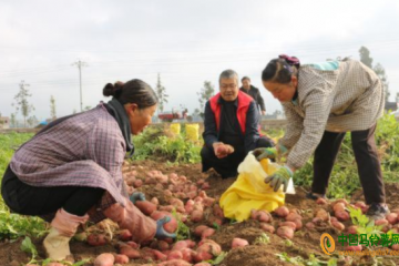 芳華鎮(zhèn)：4萬余畝馬鈴薯喜獲豐收 ()