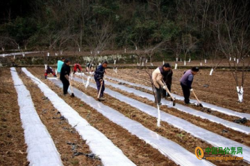 通江縣：種植17.5萬畝冬馬鈴薯 ()