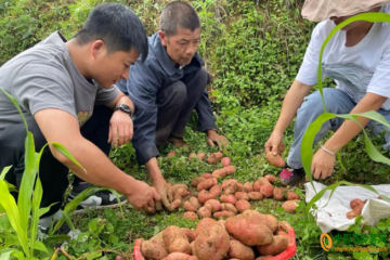 興義市：發(fā)展馬鈴薯多元化套種模式 ()