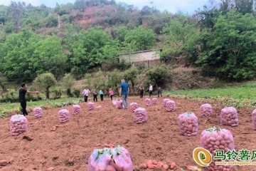 云南南華：“高山洋芋”鼓起錢袋子 ()