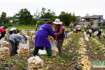 四川江油：馬鈴薯成熟上市 ()