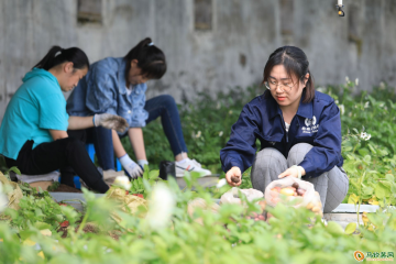 樂陵：航天微型薯開始收獲 ()