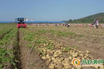 河北圍場：60多萬畝馬鈴薯迎豐收 ()