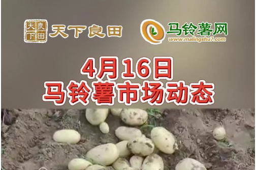 2024年4月16日山東滕州產(chǎn)區(qū)價(jià)格行情！ ()