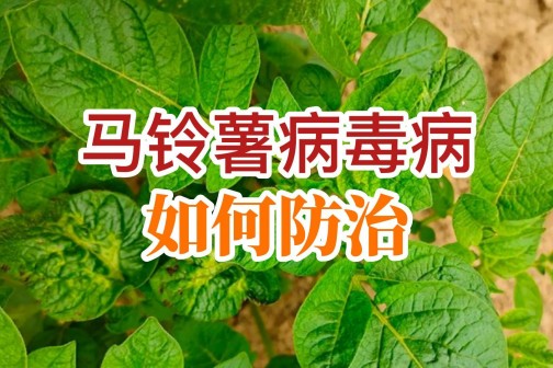 馬鈴薯病毒病如何防治？ ()