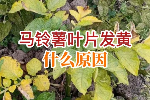 馬鈴薯葉片發(fā)黃什么原因？ ()