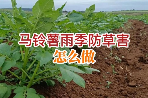 馬鈴薯雨季防草害怎么做？ ()