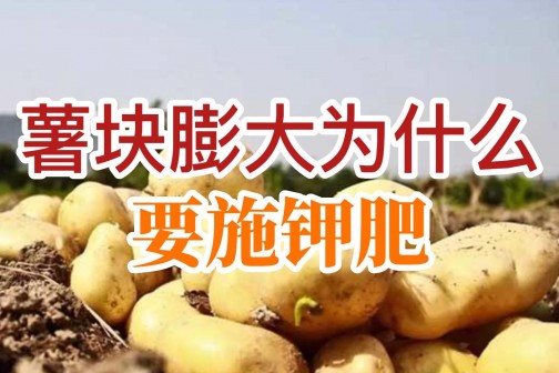 薯塊膨大為什么要施鉀肥 ()