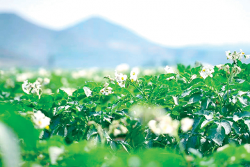 山西省盂縣：萬(wàn)畝馬鈴薯開(kāi)花了