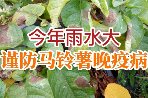 今年雨水大，謹(jǐn)防馬鈴薯晚疫?。。。?()